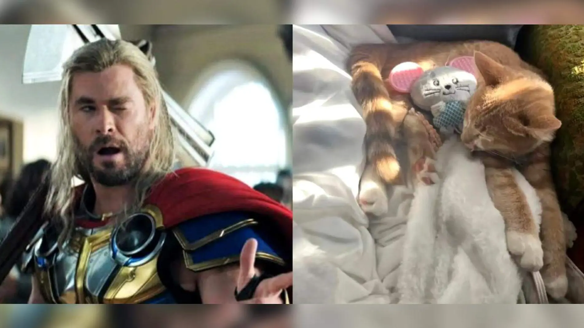 gatito thor michigan CORTESIA